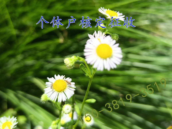 ?周口個體戶核定征收個稅河南想要注冊可以核定征收澄
