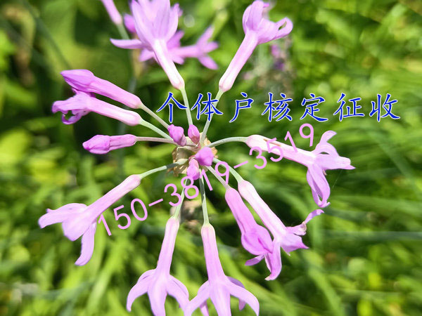 三門峽個體戶核定征收優(yōu)惠政策在園區(qū)注冊河南核定征收澄