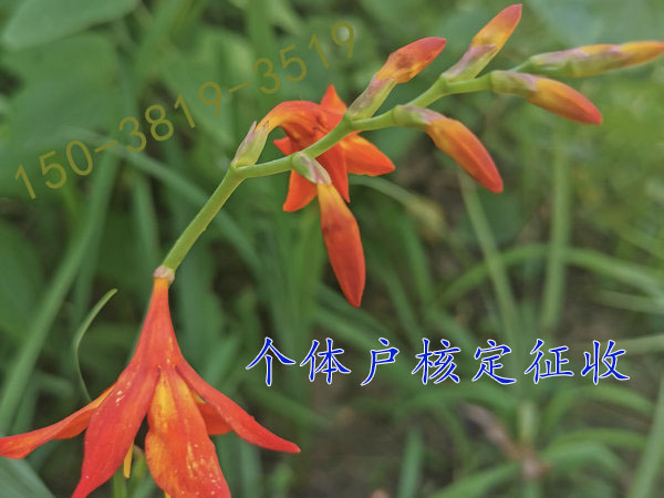 漯河個體戶核定征收園區優惠如果您想注冊河南核定征收澄