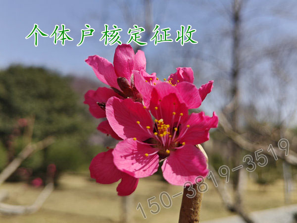 ?駐馬店個體戶核定征收洼地園區澄
