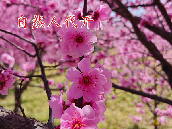 河南填寫自然人代征開表格時需要注意什么？